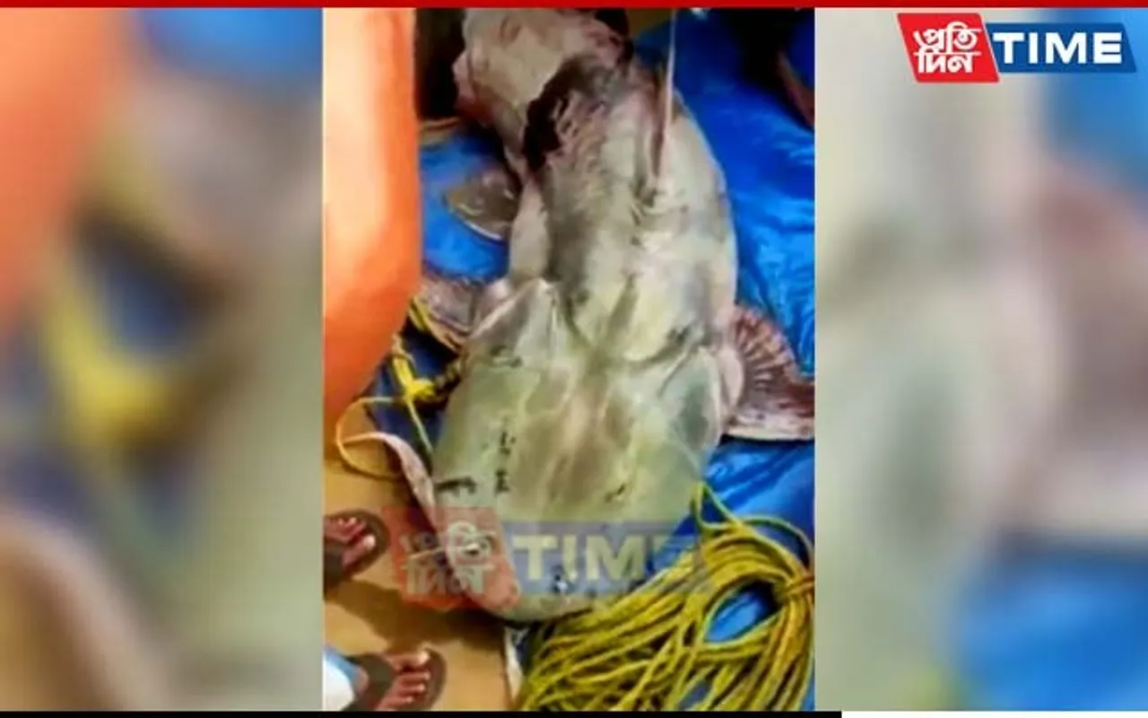 Believe It Or Not! Giant Devil Cat Fish Weighing 120 Kg Caught in Goalpara