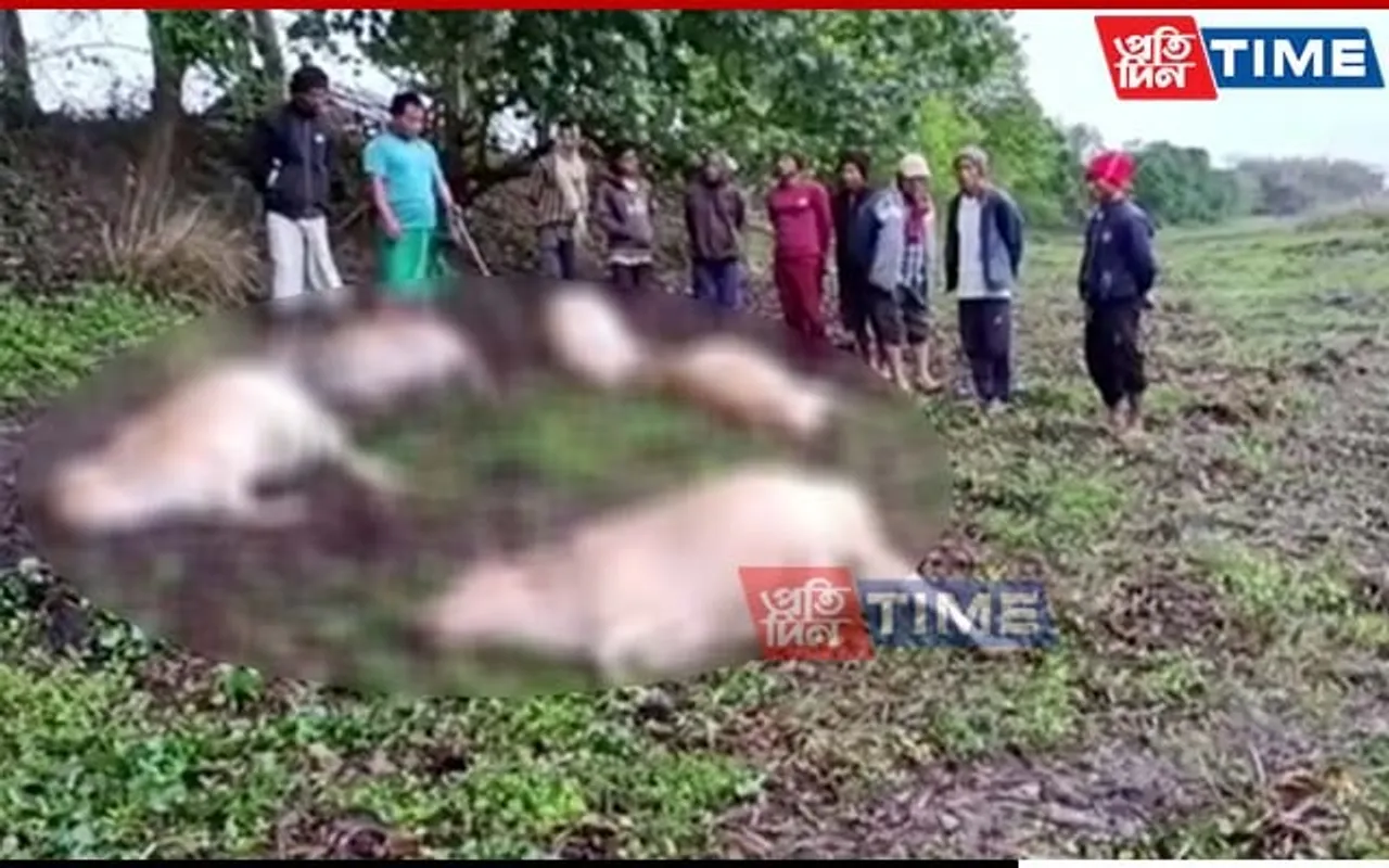 Assam: Lightning Strike Kills Livestock in Majuli