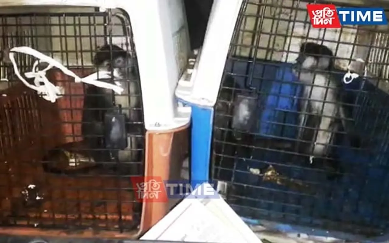 Endangered Animals Recovered From Truck at Assam-West Bengal Border; Three Held