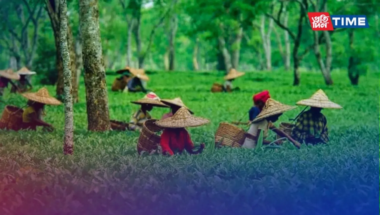 Top 10 Most Famous Tea Estates in Assam