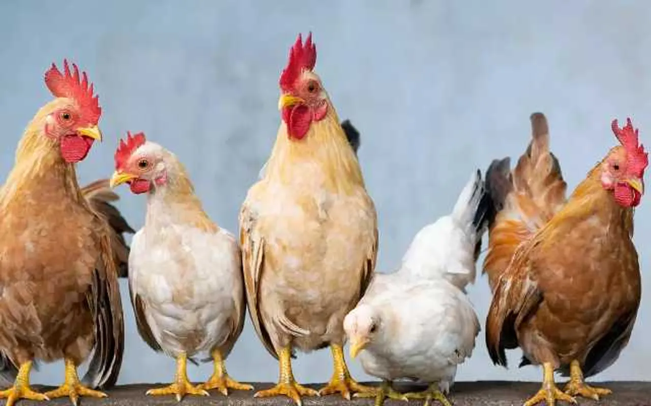 Assam Police Seize Vehicles Loaded With Broiler in Gossaigaon