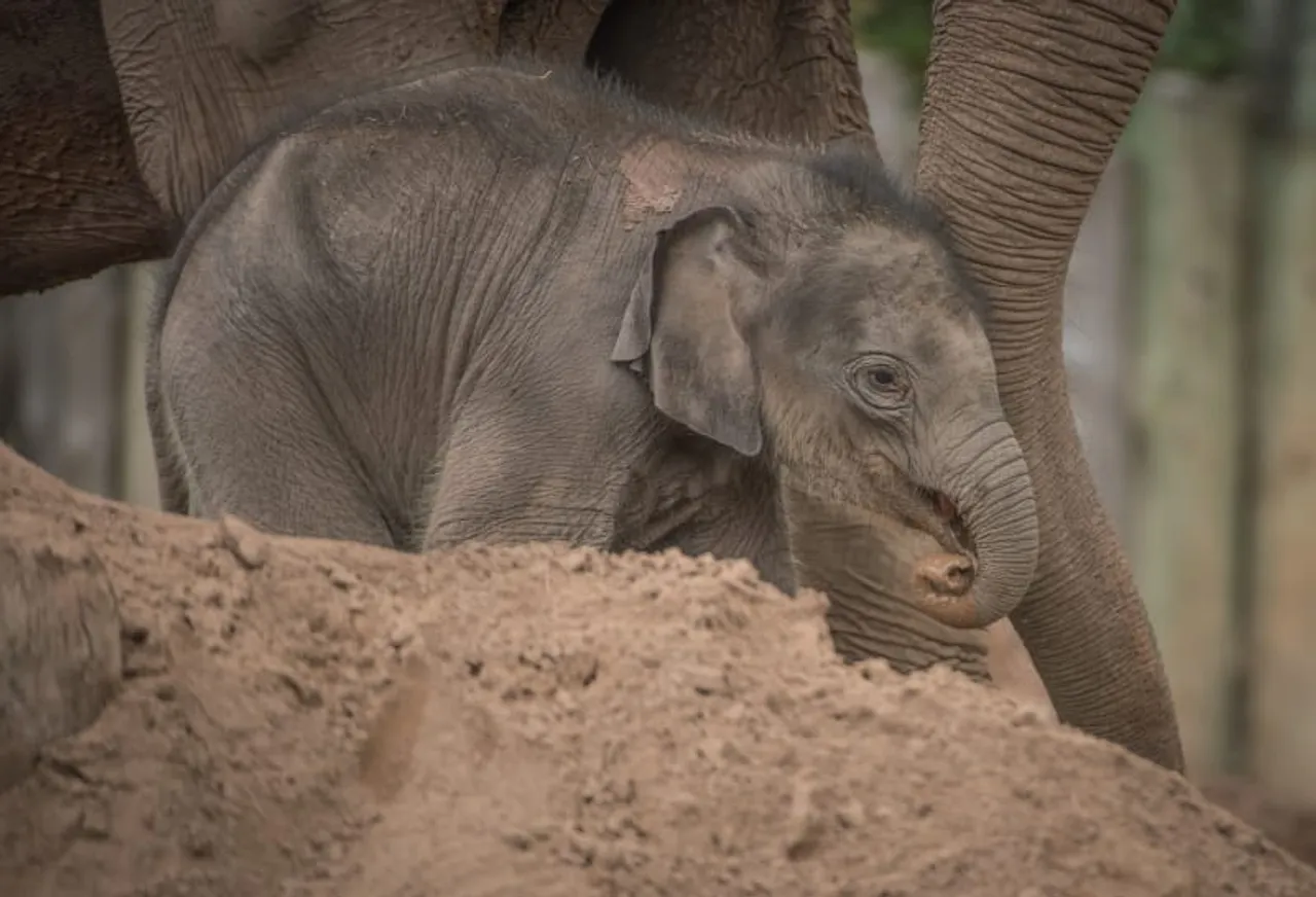 Elephant Calf 'Anjan' Named After Assam Conservationist Turns 5 In UK Zoo