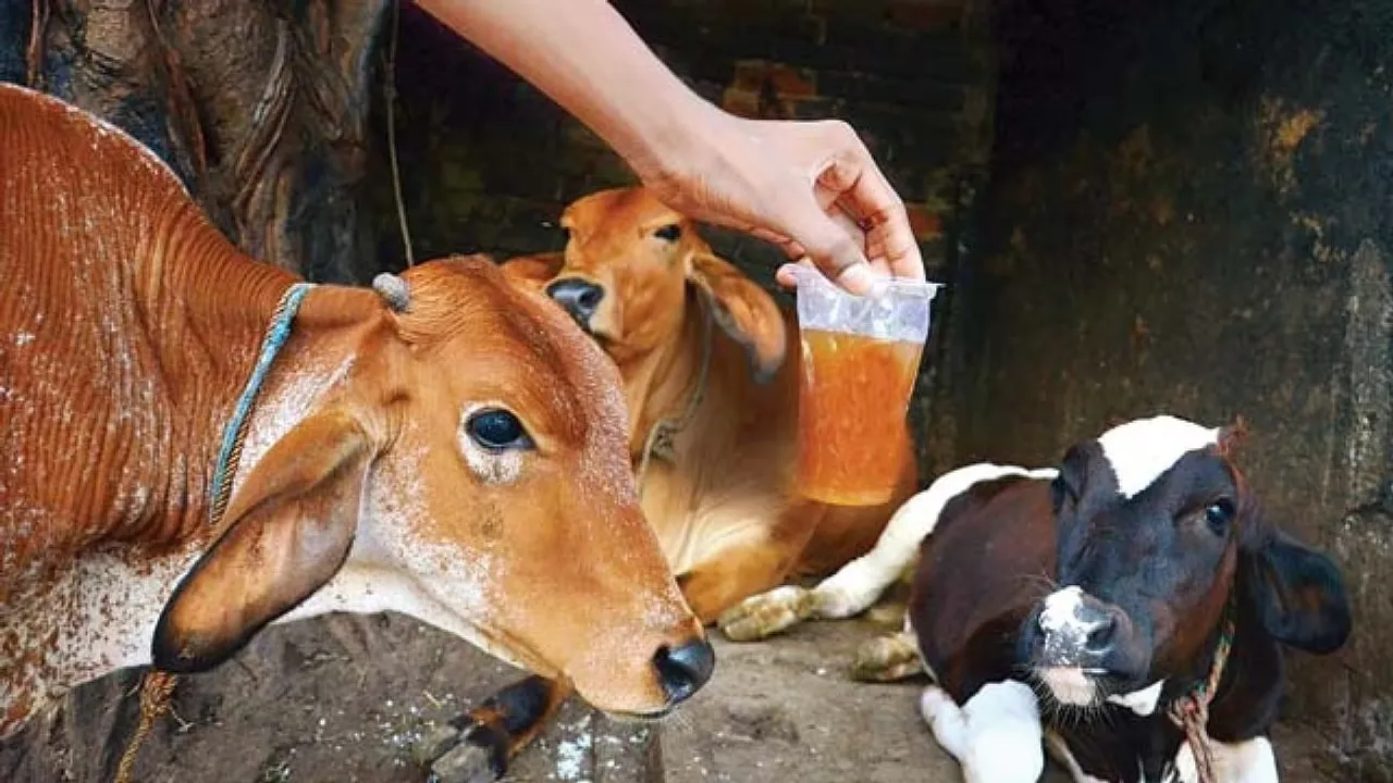 Cow Urine Not Fit For Human Consumption | Know Why 