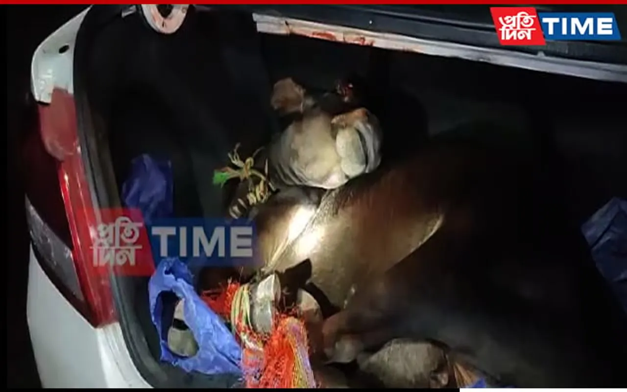 From Trucks to Luxury Cars- Cattle Smugglers Cannot Escape Assam Police