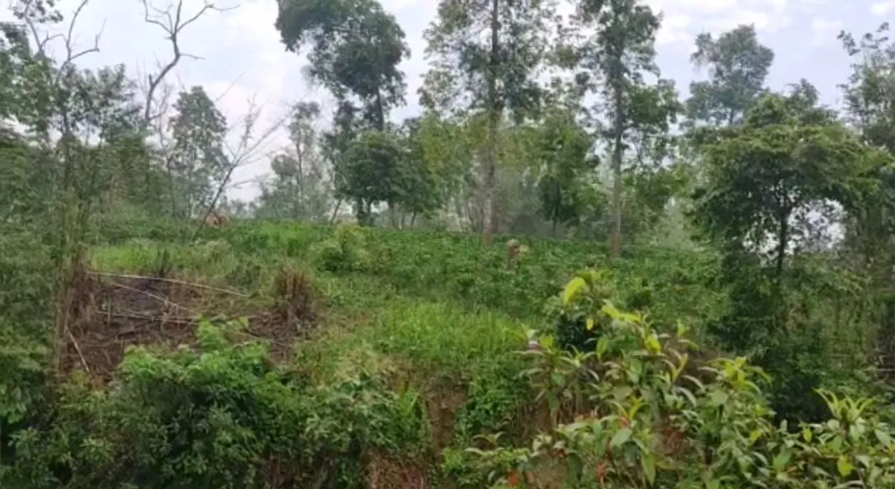 Assam-Nagaland Border: Naga Miscreants Create Terror in Mariani