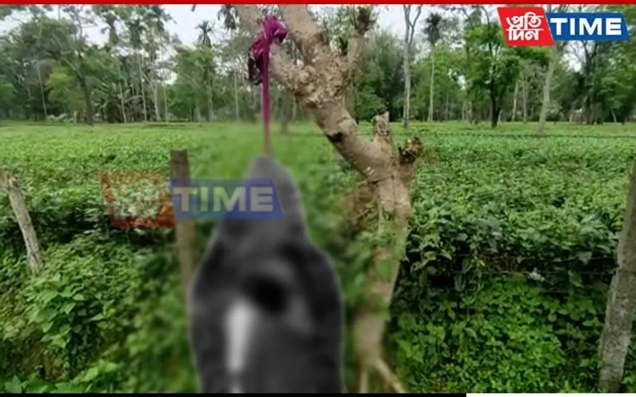 Assam: Couple Found Hanging From Tree at Duliajan