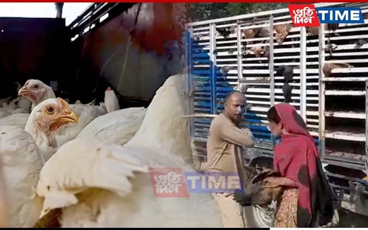 After Broiler, Police Seize Vans Smuggling Kuroiler Chicken in Assam
