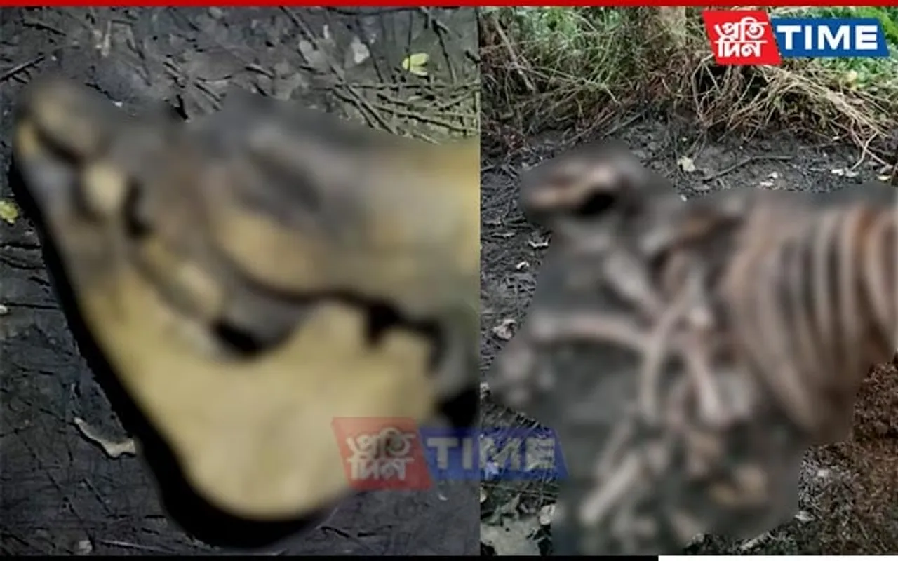 Rhino Skeleton Recovered On Charred Soil at Manas National Park