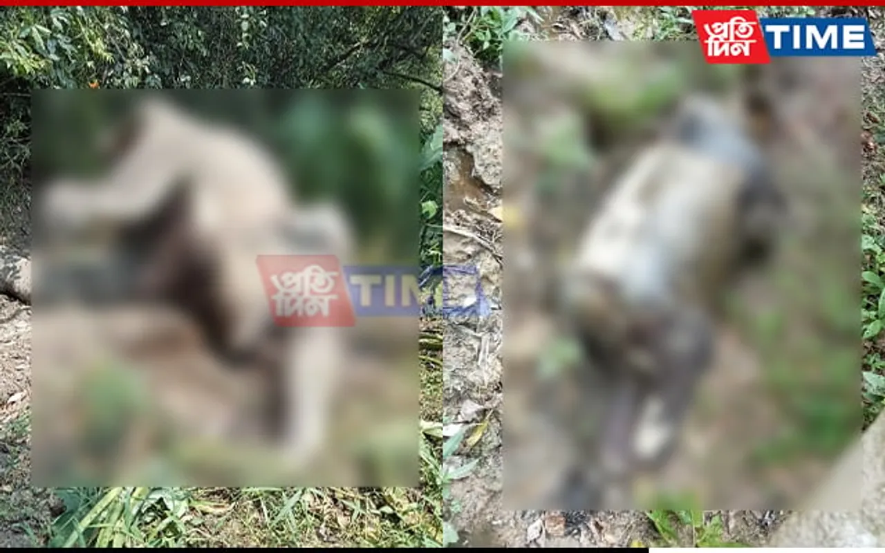 Pregnant Elephant Dies During Labor in Assam’s Golaghat