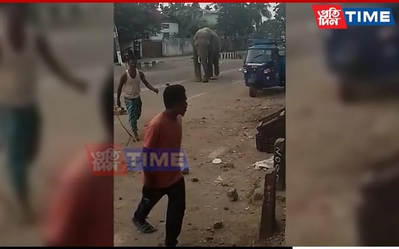 Wild Elephant Roams Guwahati Streets, Creates Ruckus
