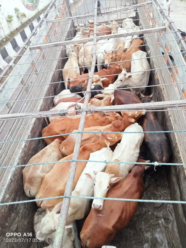 Guwahati Police Foils 2 Cattle Smuggling Bids, Rescues 112 Cattle Heads
