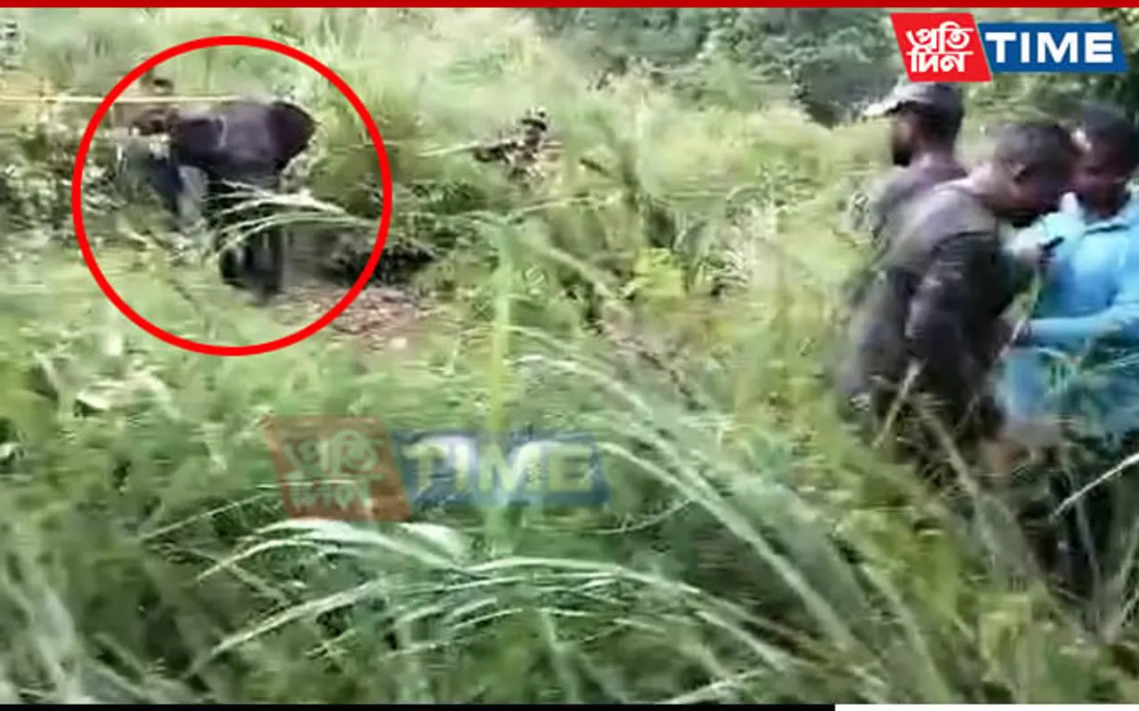 Elephant Calf Stranded Near Bogamati Picnic Spot For 3 Days, Rescued