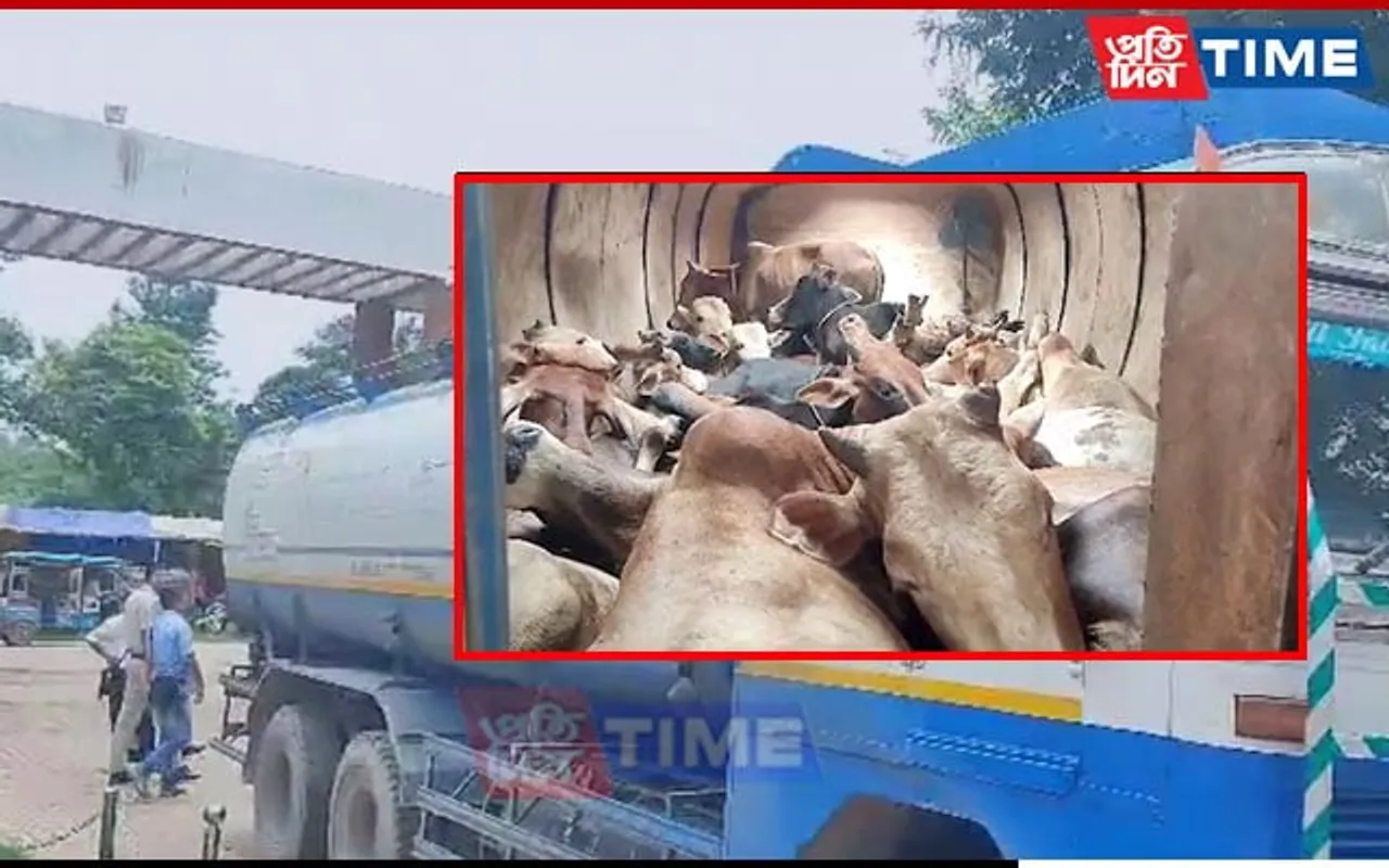 Assam: Smugglers Cram 40 Cattle Heads Into Oil Tanker; Arrested