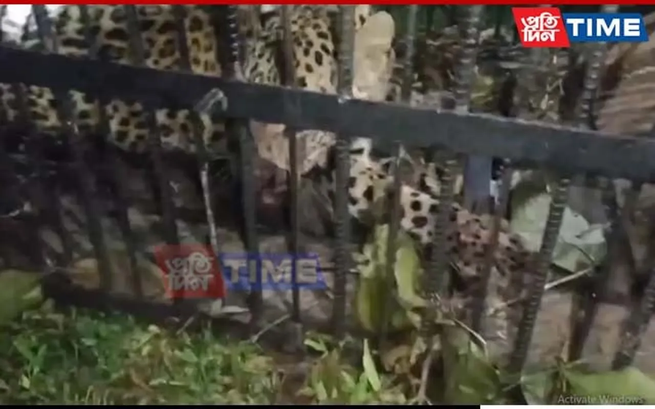 Assam: Leopard Prowling in Teok Caged