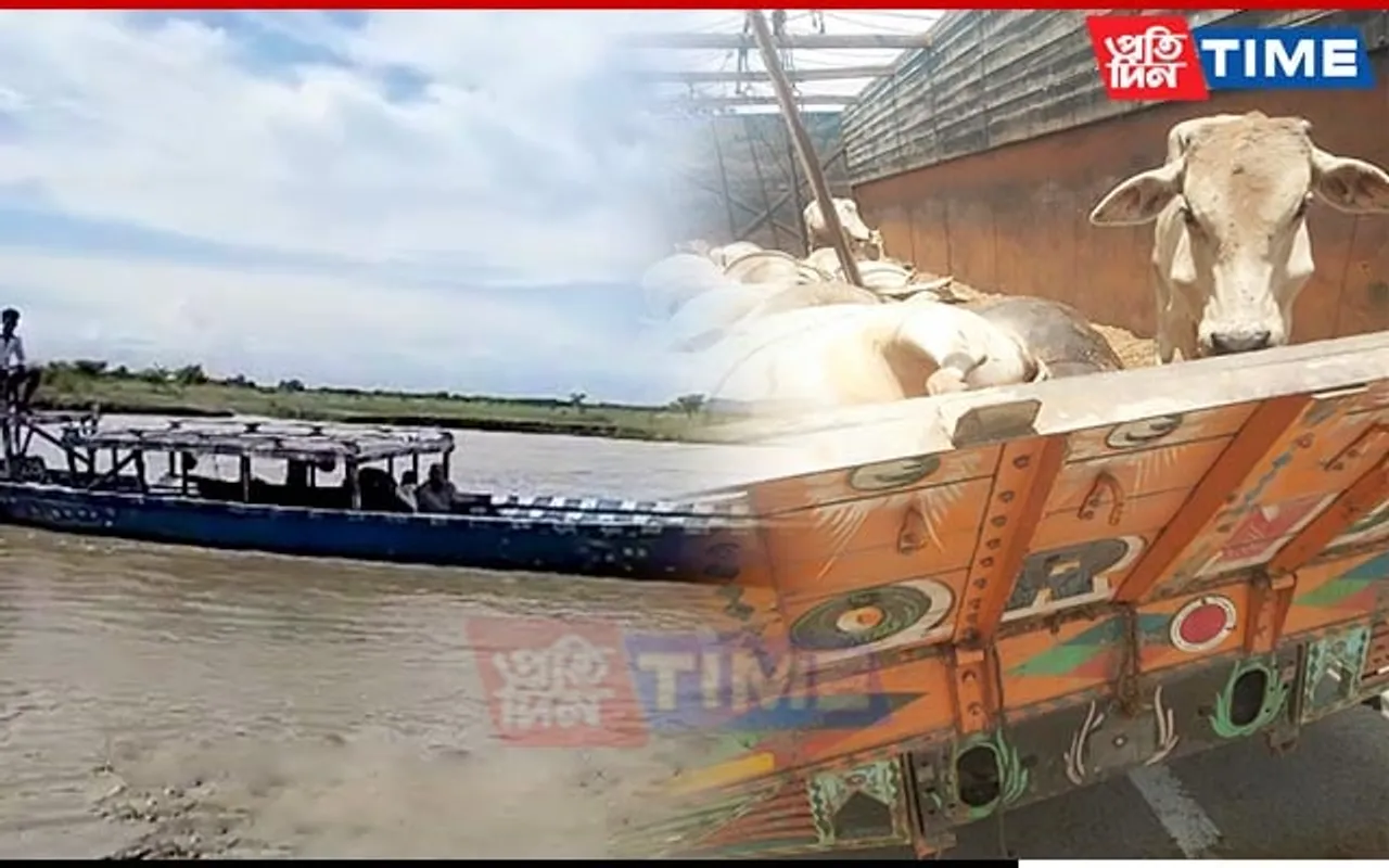 Guwahati: Locals Protest Against Dumping of Dead Cattle at Brahmaputra Ghat