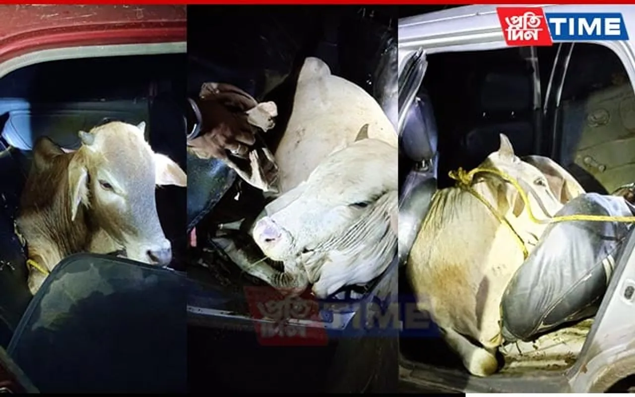 BSF Meghalaya Rescue 2 Cattle Found Crammed in 2 Cars near Indo-Bangla Border
