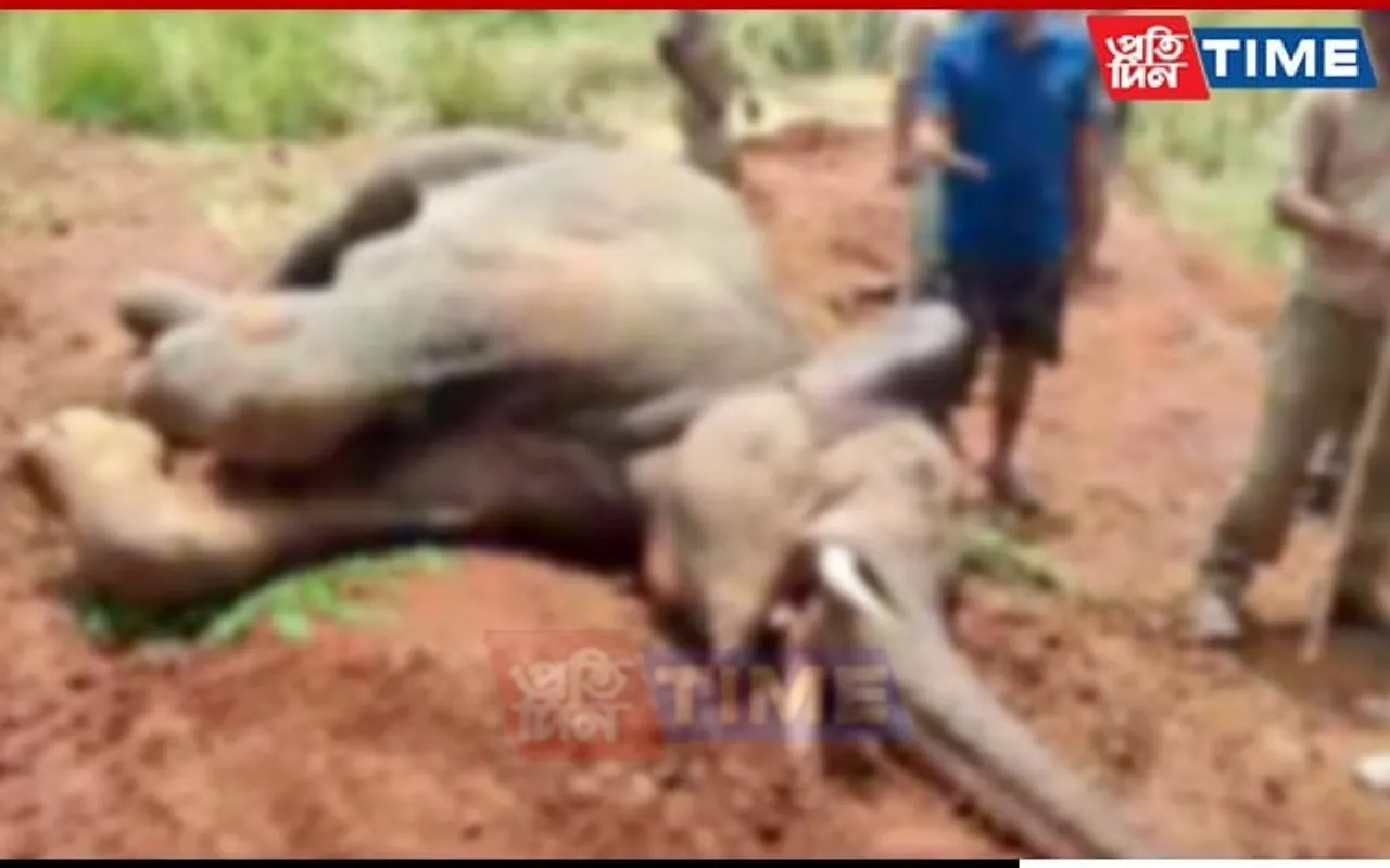 Tusker Killed After Being Hit By Train at Sonapur