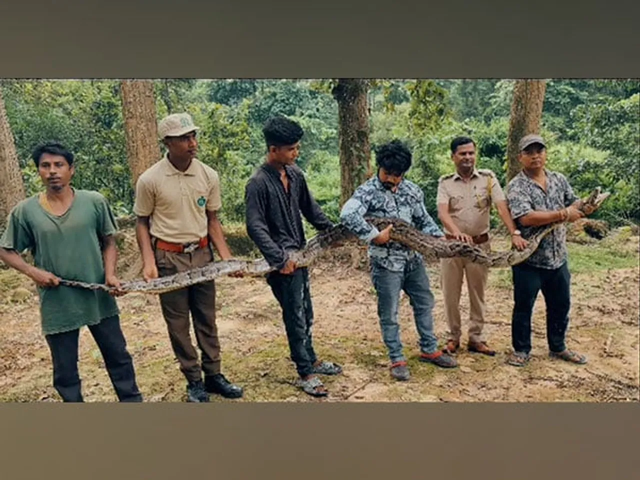 Assam: Locals Rescue 18-Feet Long Python From Tea Garden In Nagaon