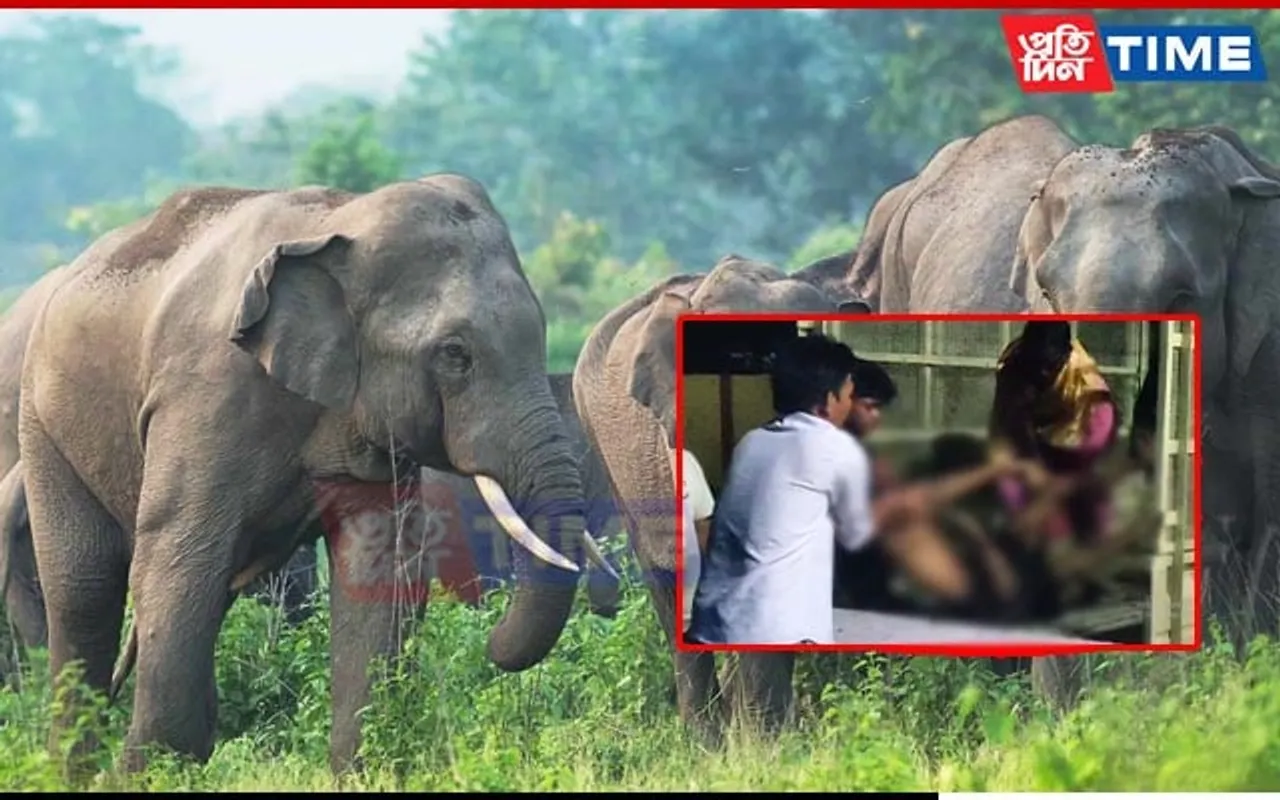 Man Dies, Wife Injured as Herd of Elephants Attack in Assam’s Naharkatiya