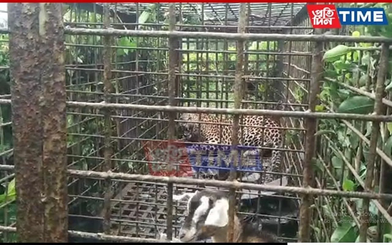 Full-Grown Leopard Caged in Assam's Dibrugarh, Around 6 Still Wandering 