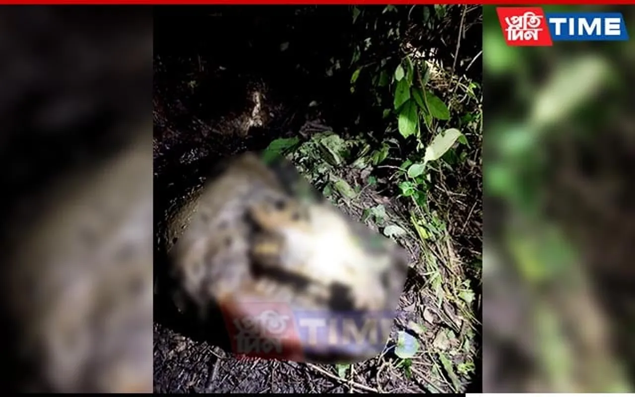 Assam: Rhino Skeleton Found at Manas National Park