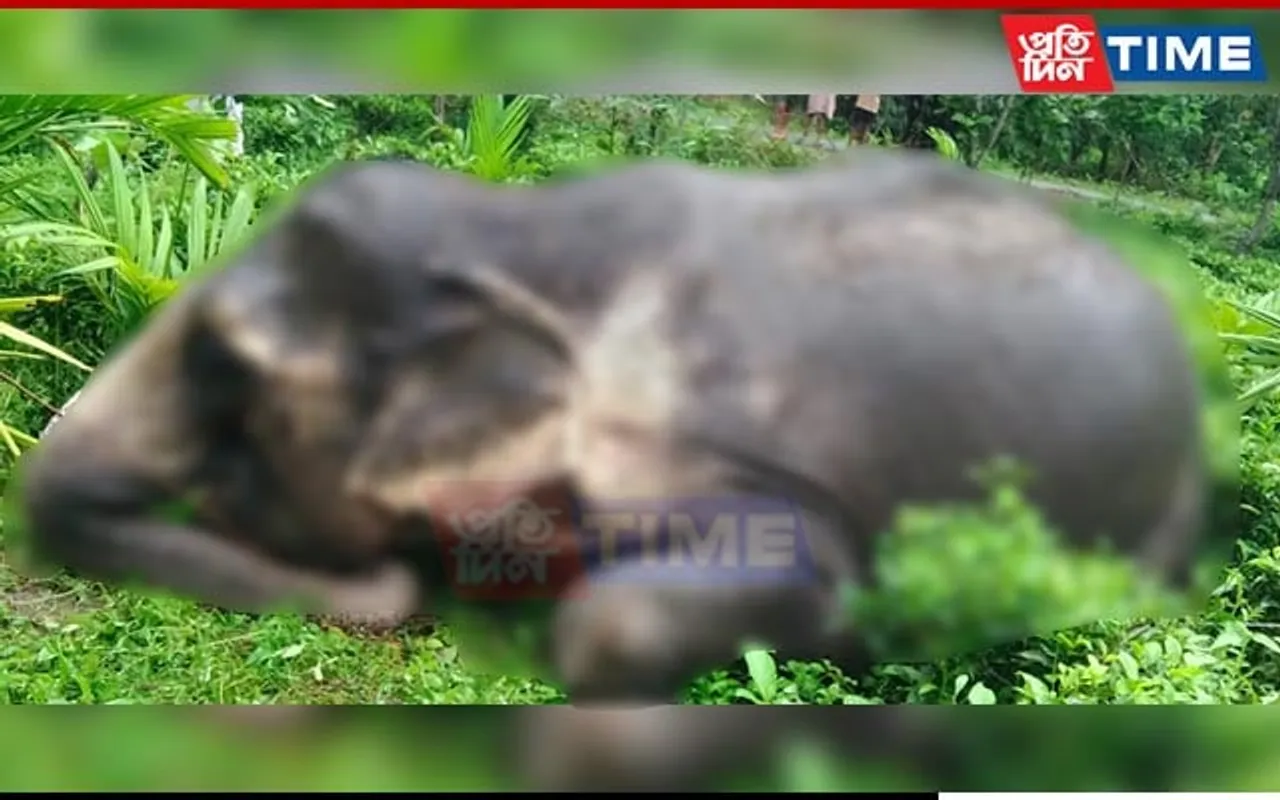 Assam: Elephant Electrocuted to Death in Udalguri