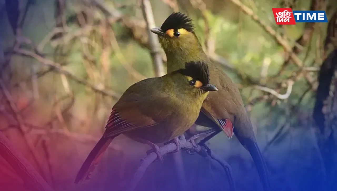 Rarest Birds to be Ever Spotted in India: A Treasure Trove of Biodiversity