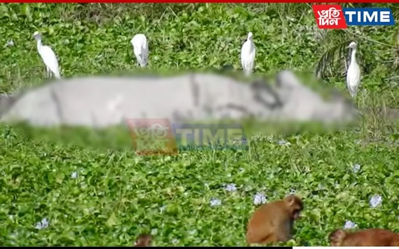 Assam: Rhino Carcass With Missing Horn Found in Kaziranga National Park