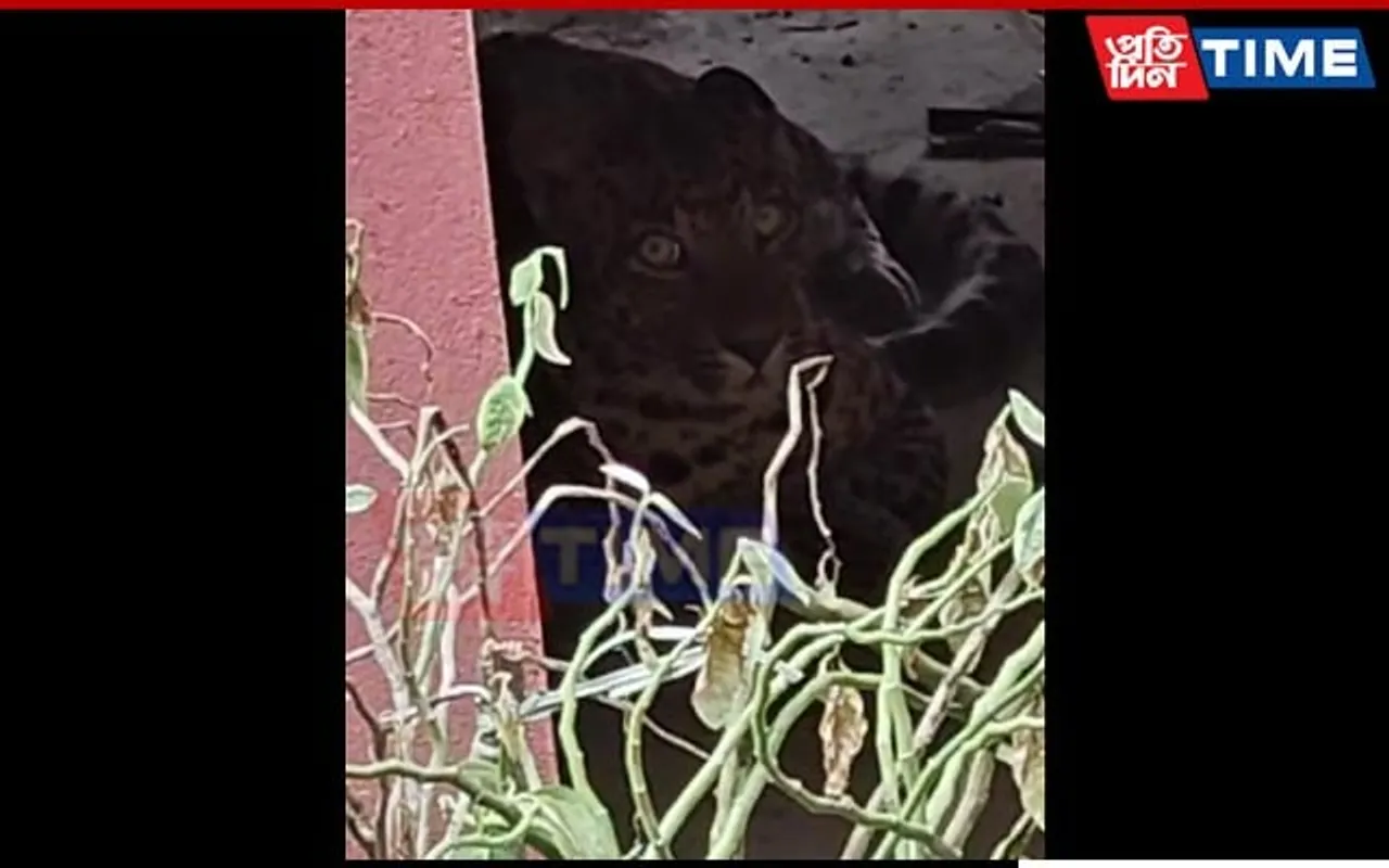 Assam: Leopard Sighting Sparks Panic in Nazira