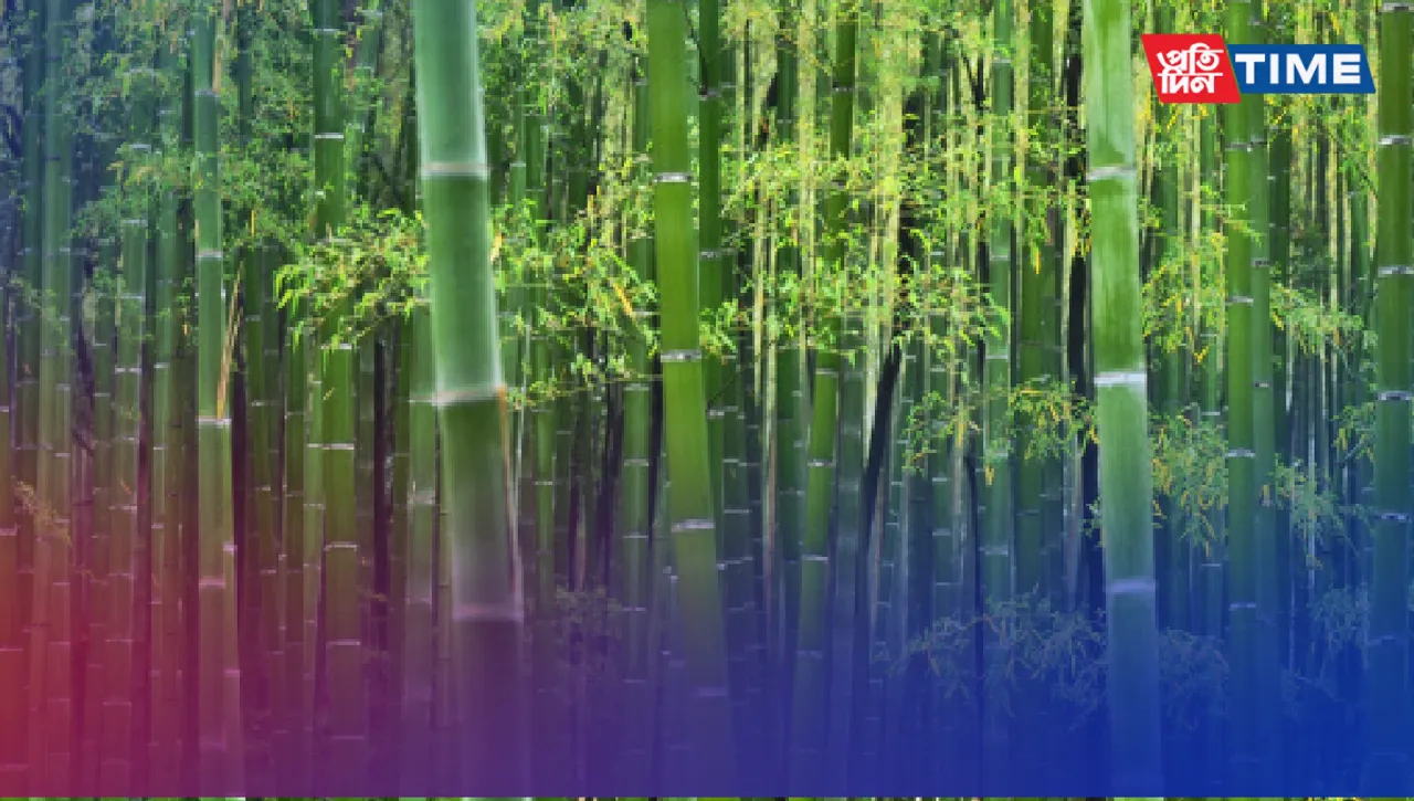 World Bamboo Day 2023: Embracing Sustainability and Versatility