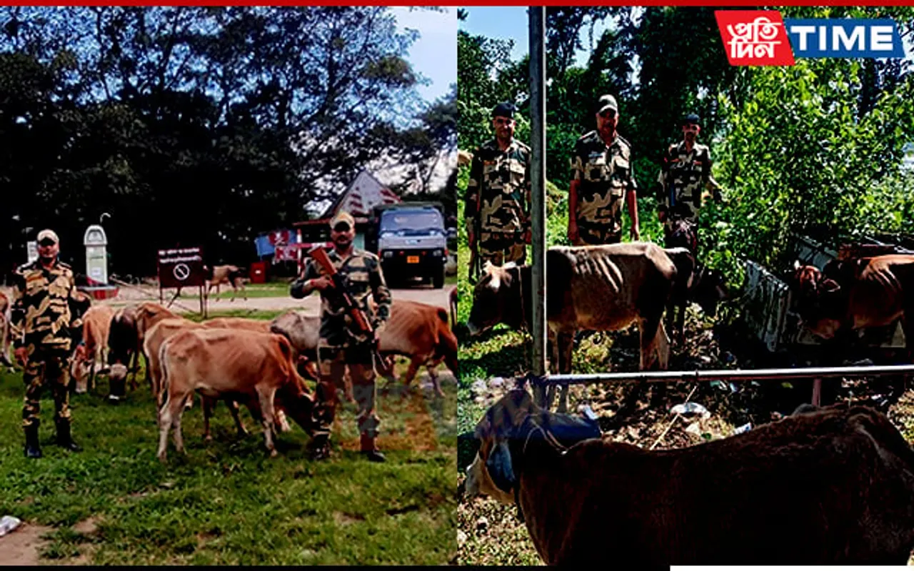 BSF Meghalaya Rescued 67 Cattle on Indo-Bangla Border