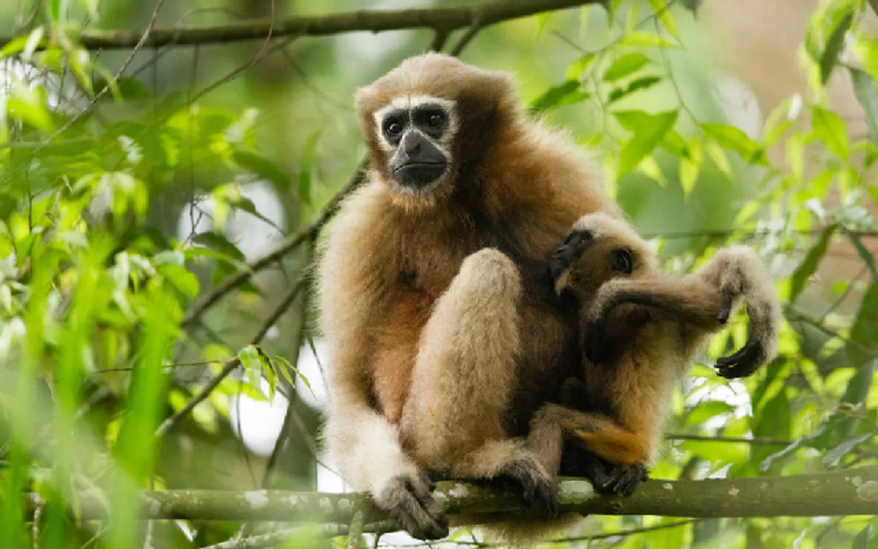Assam: Hoolock Gibbon Dies Due to Forest Department's Alleged Negligence