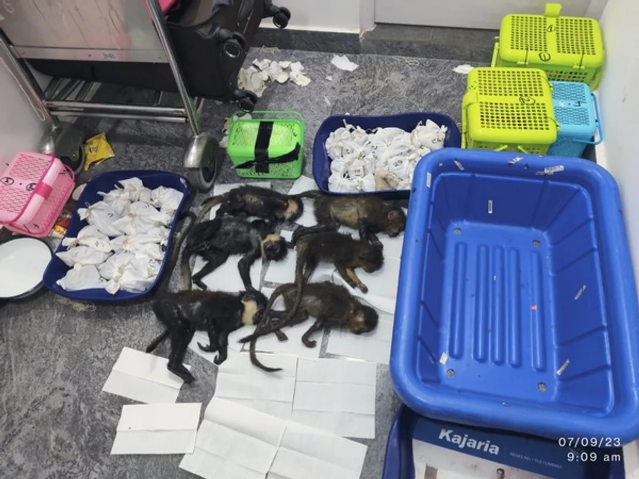 Custom Officials 72 Exotic Snakes, 6 Capuchin Monkeys at Bengaluru Airport