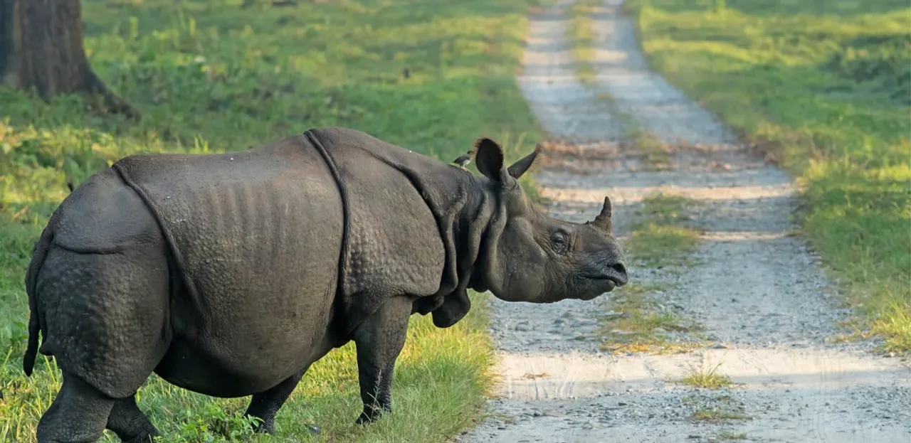 'Synonymous with the Identity of Assam' CM Sarma on World Rhino Day