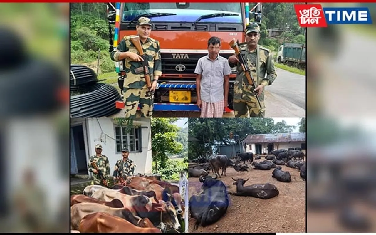BSF M'laya Foiled Smuggling Attempts of Cattle and Sugar on Indo-Bangla Border