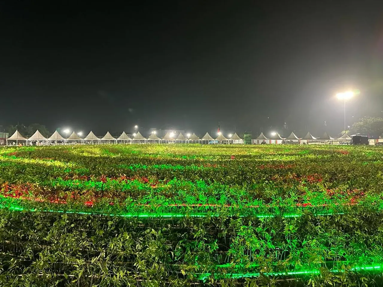 Bid to Enter Record Books: Assam Govt Attempts to Create Longest Spiral of Saplings
