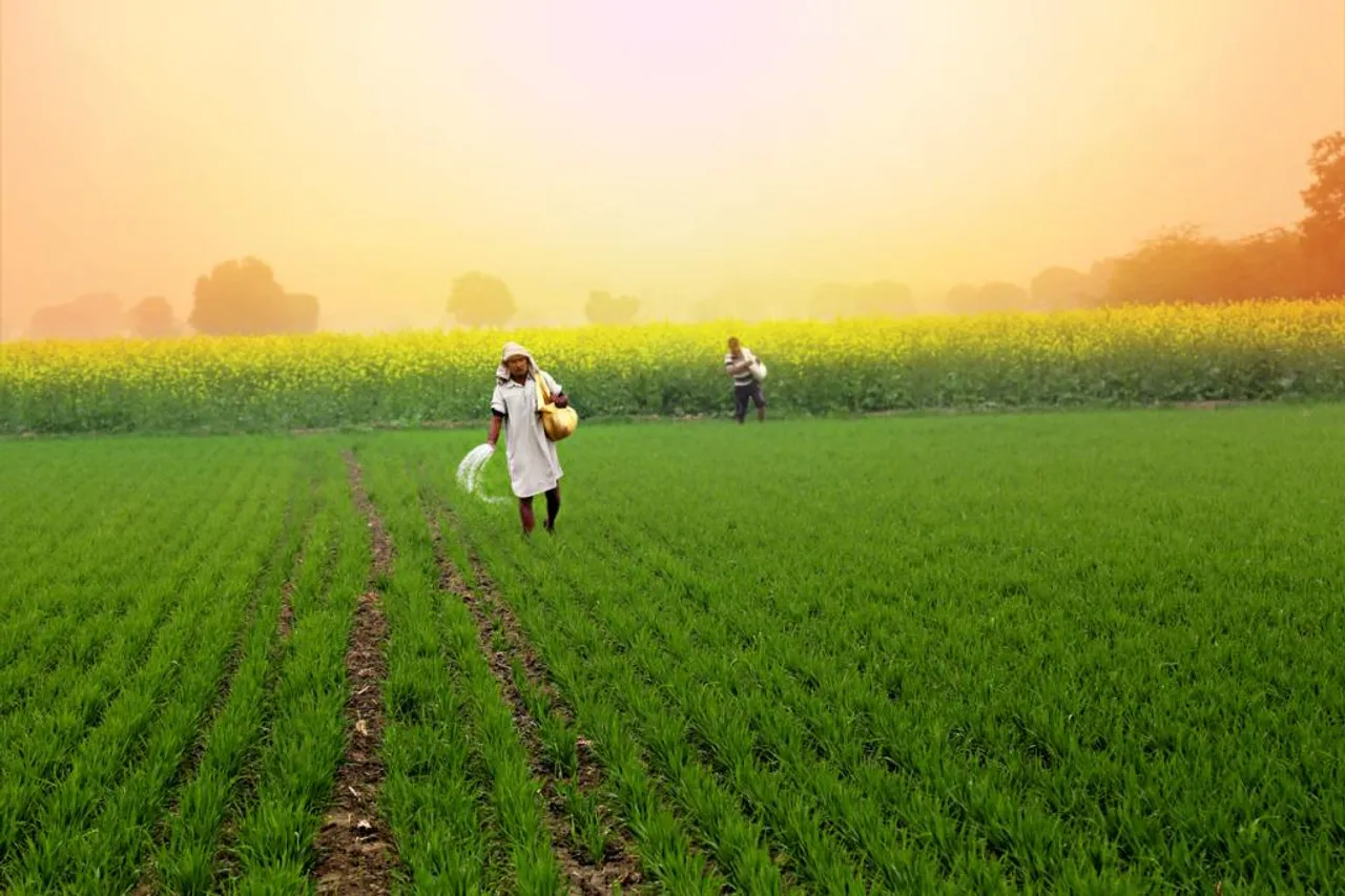 Bangladeshi Scientist Unveils 'Panchabrihi' Miracle: A Single Rice Tree, Four Seasons of Abundance!