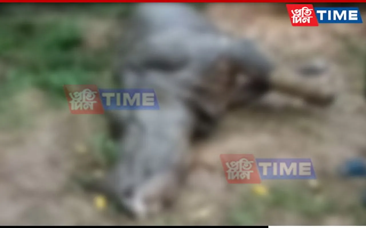 Assam: Rhino Succumbs to Injuries in Kaliabor