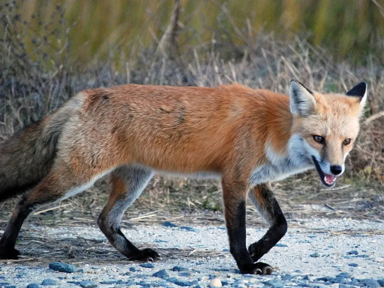 Assam: Fox Attack Leaves 10 Injured Including Women and Children