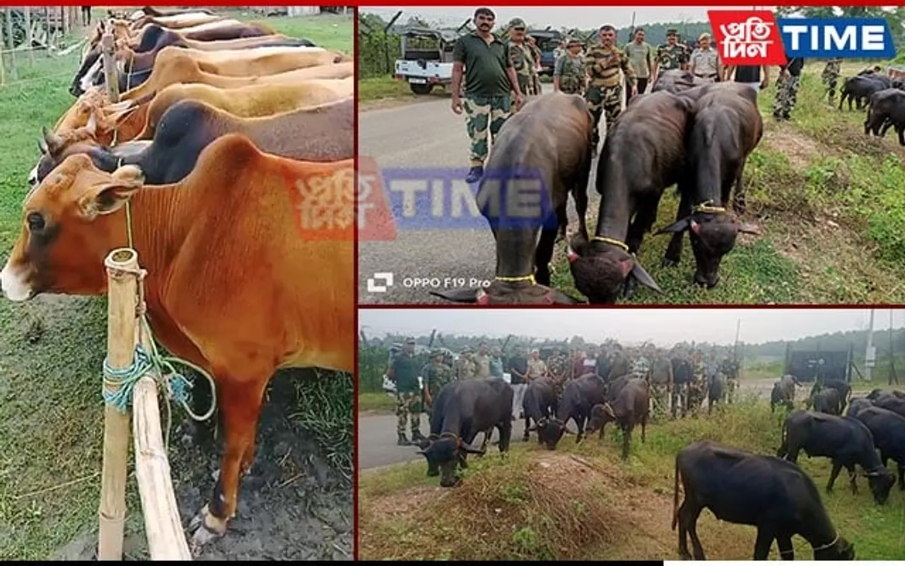 BSF Rescued 70 Cattle at Indo-Bangla Border in Meghalaya