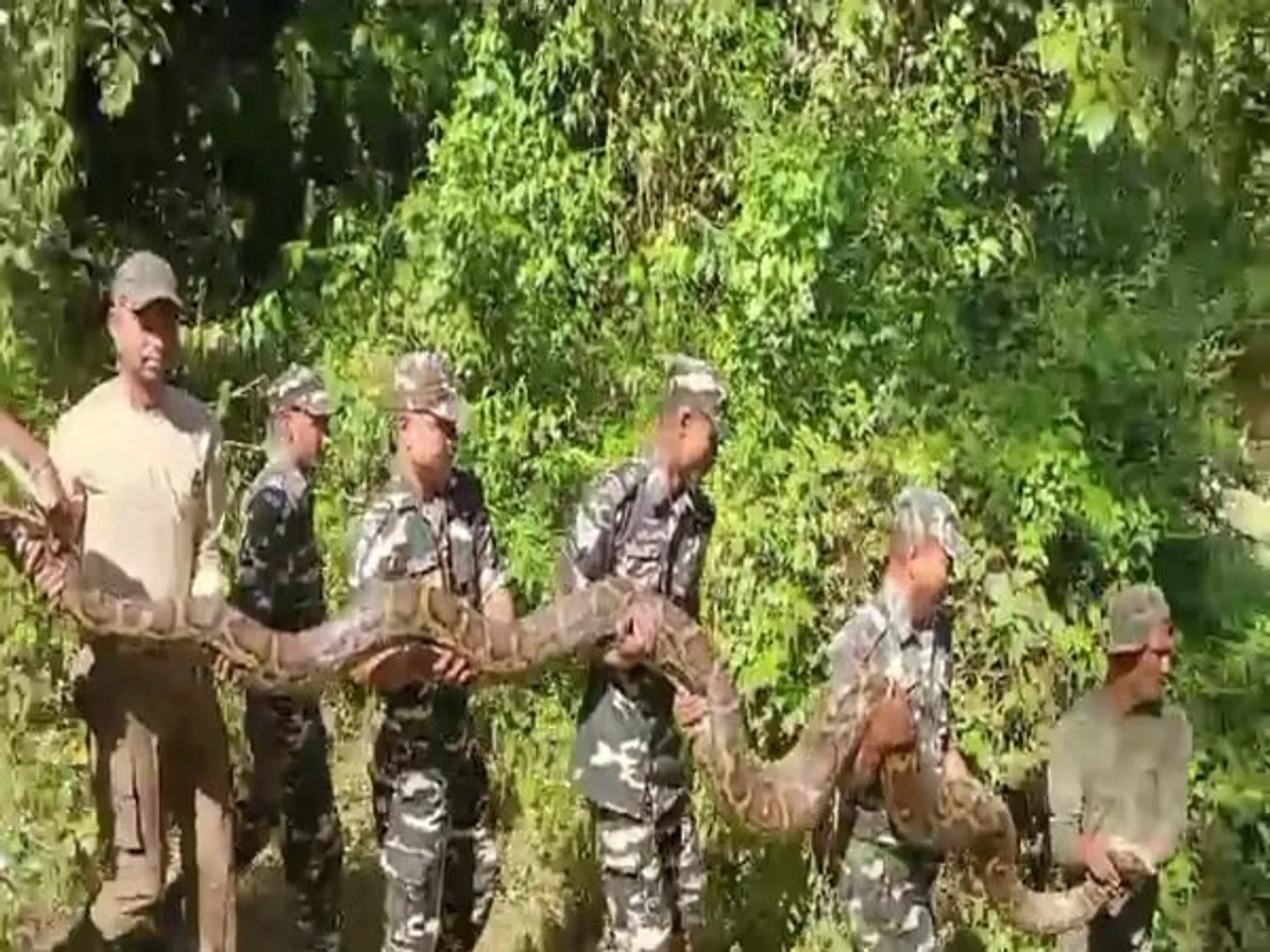 Assam: 100kg Python Rescued In Udalguri; Later Released Into Wild