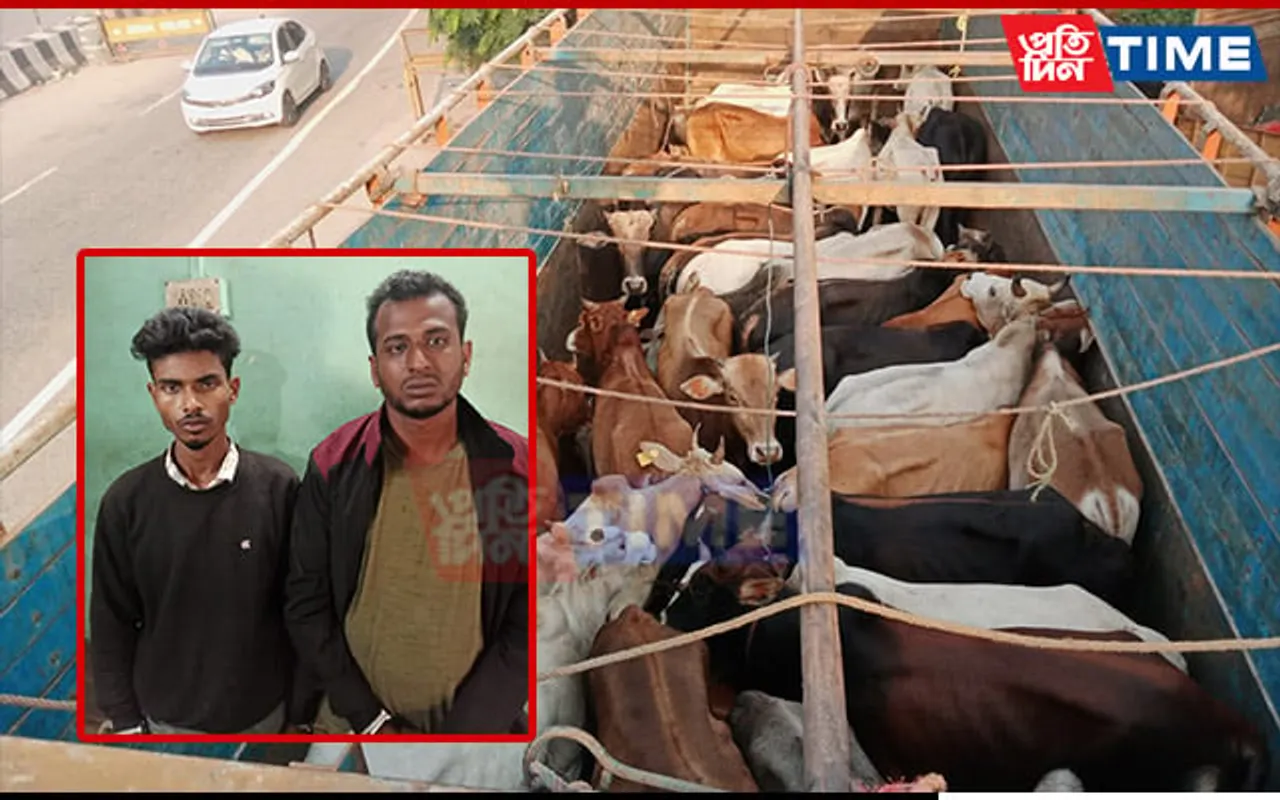 Assam: 44 Cattle Heads Rescued From Truck at Jorabat; Two Held