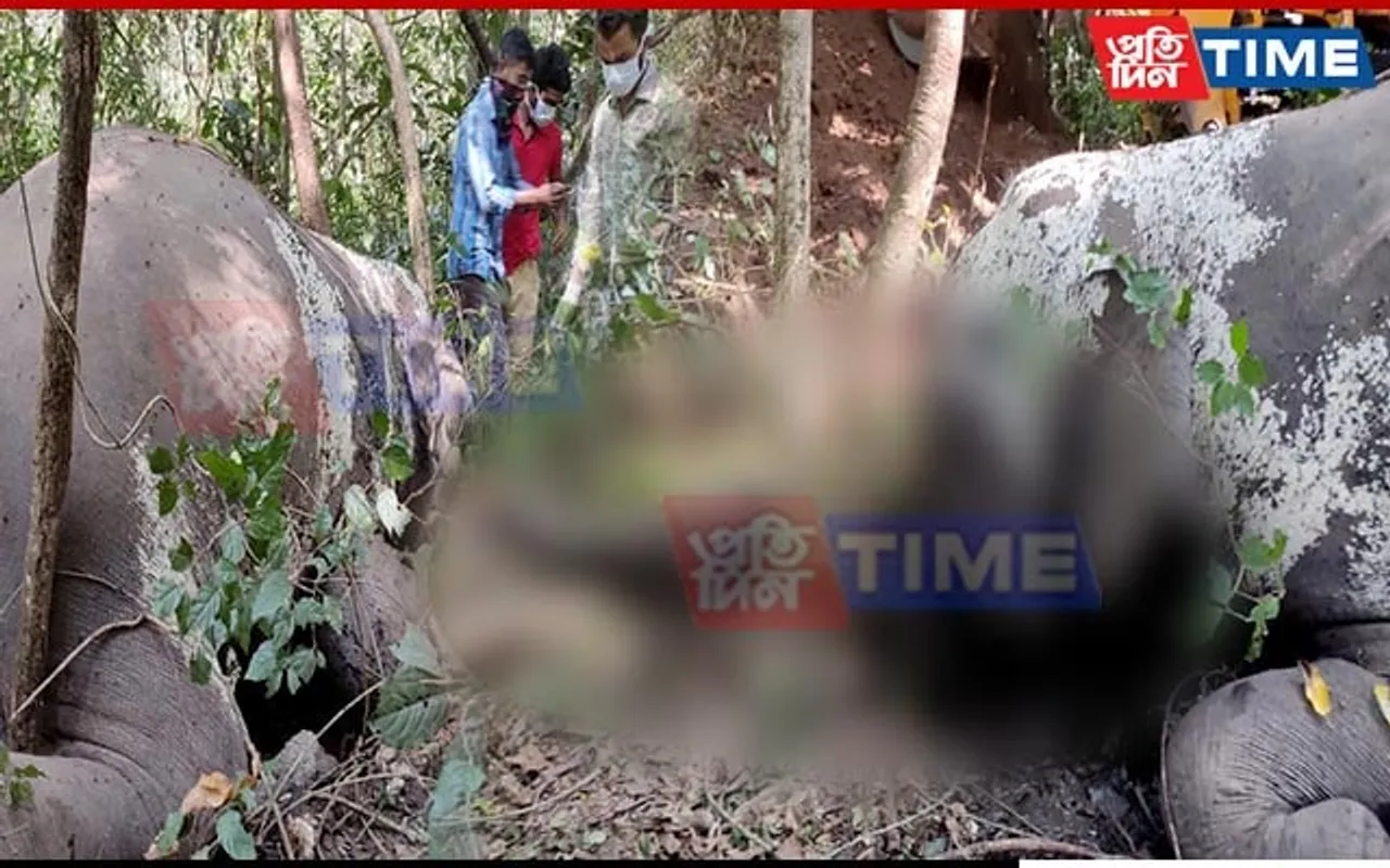 Assam: Elephant Slain at Raimona; Tusks Stolen, Trunk Savagely Chopped