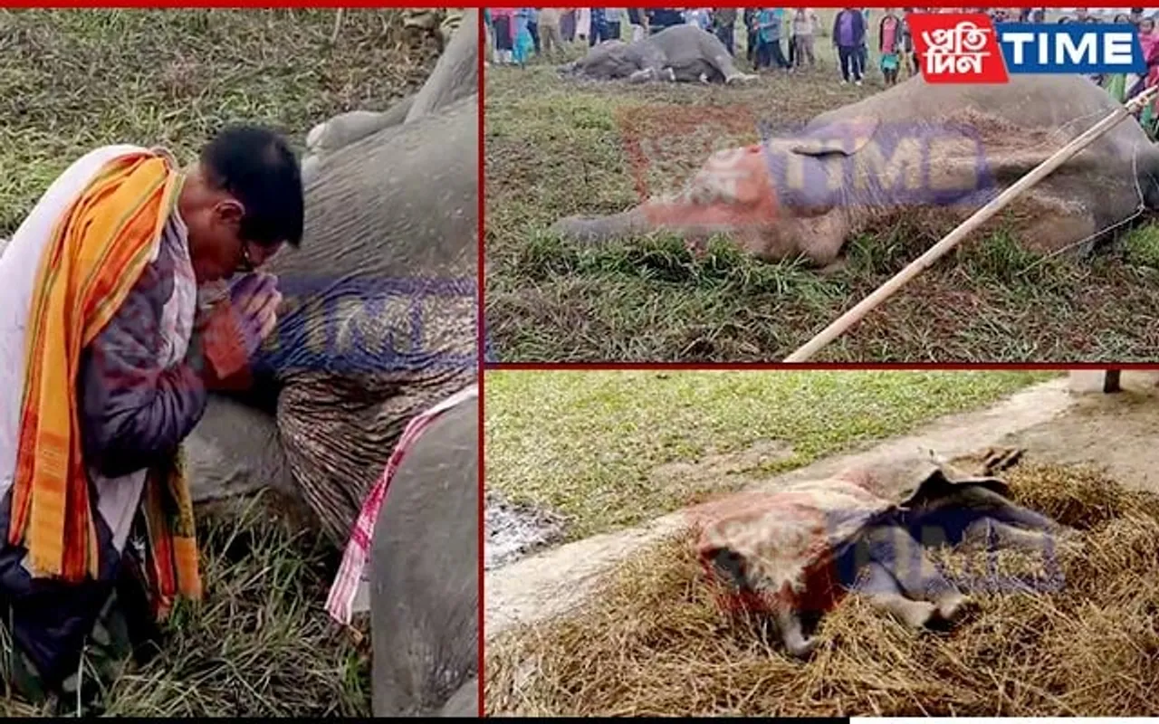Assam: Two Tuskers Electrocuted;  Alleged Negligence Leads To Calf's Death