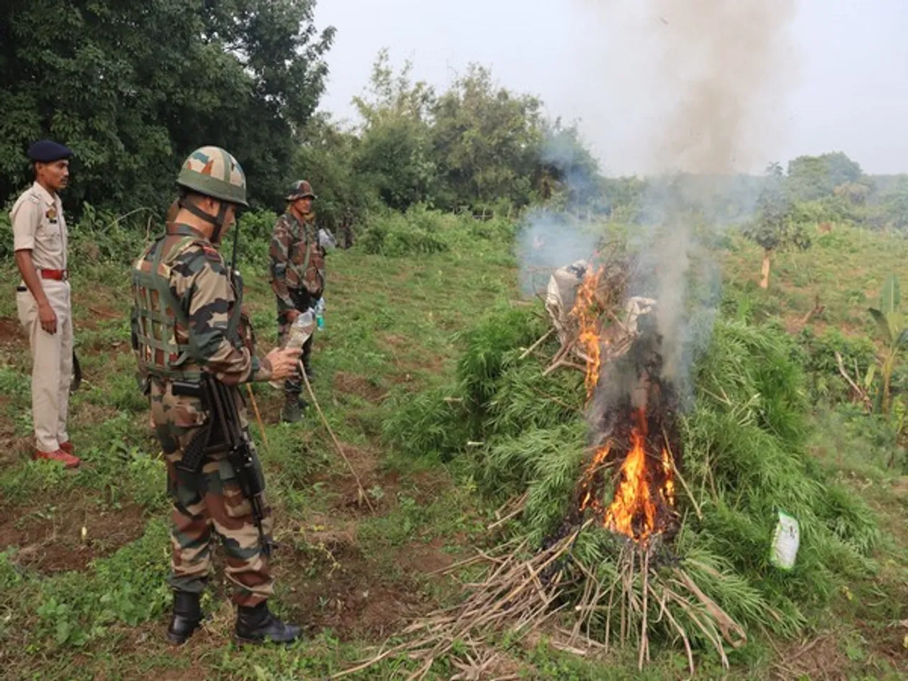 Assam Rifles Destroy Cannabis Plantations Worth Rs 1.5 Crore In Tripura