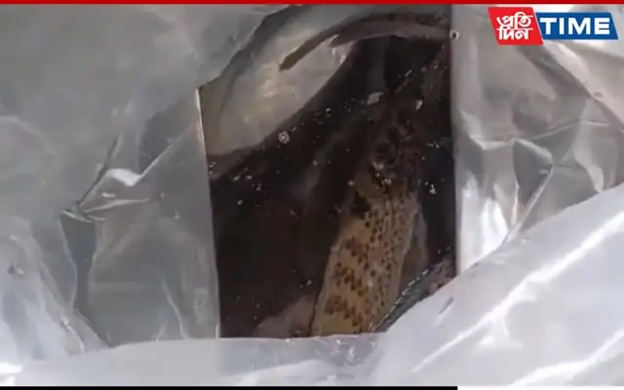 Assam: Major Bust At Dibrugarh Airport, 500 Exotic Fishes Seized
