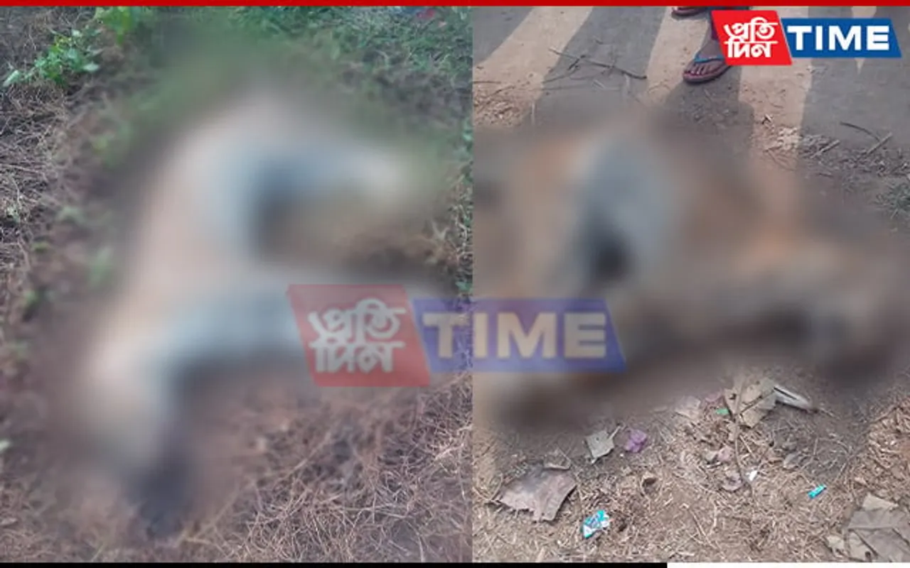Two Adult Leopards Found Dead in Guwahati