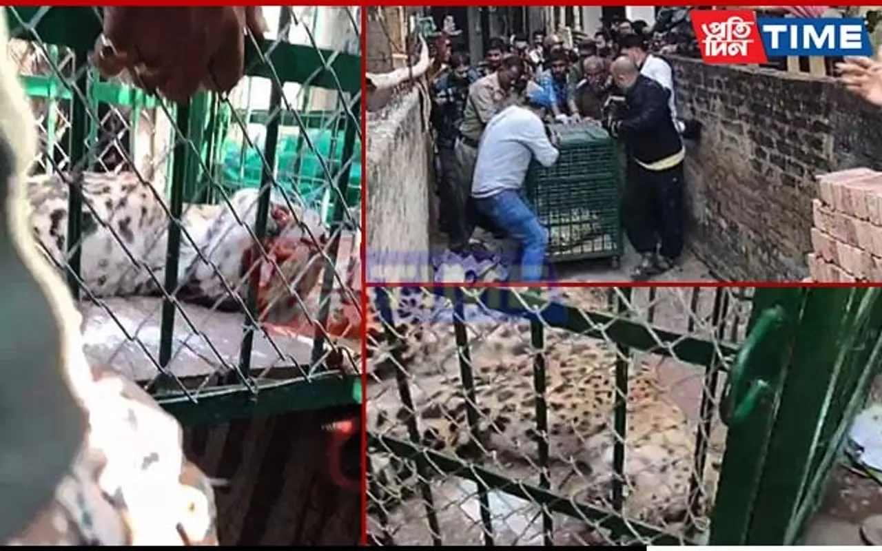 Leopard on Prowl Panics Bustling Guwahati City, Tranquilized After 4 Hrs 