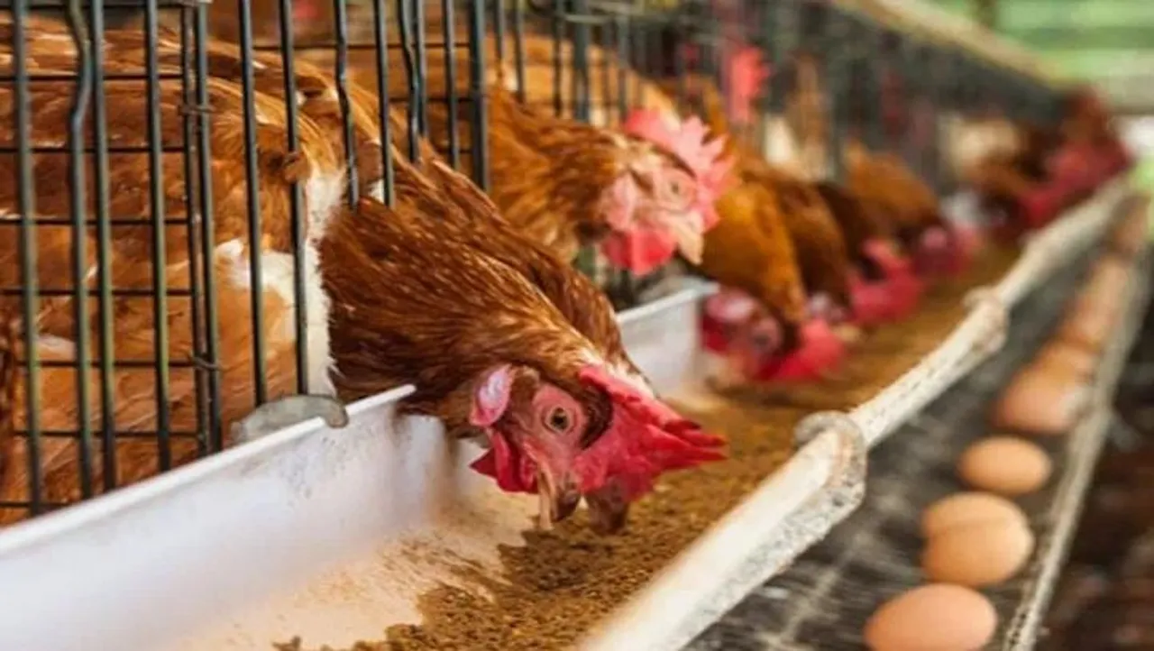 3-Day Livestock and Poultry Show To Be Held In Guwahati From Today