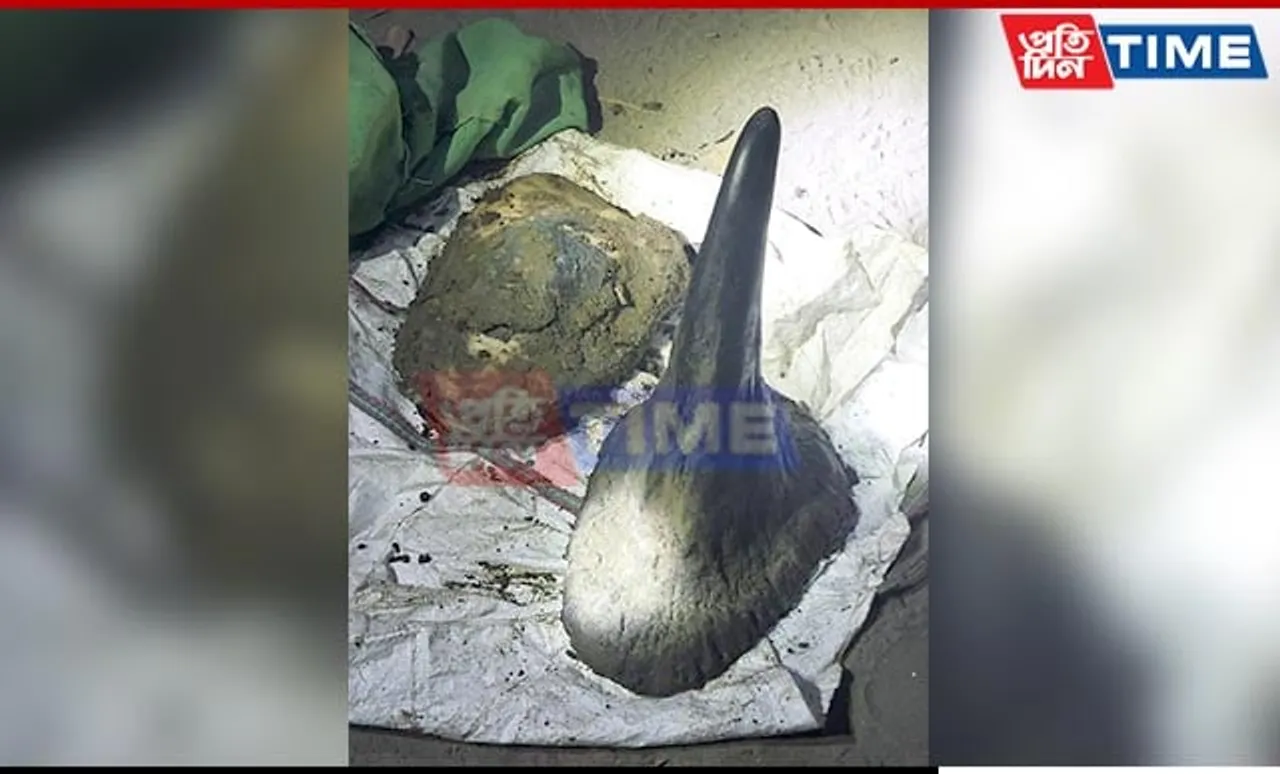First Time in History of Rhino Poaching, Horn and Weapon Recovered Within Week